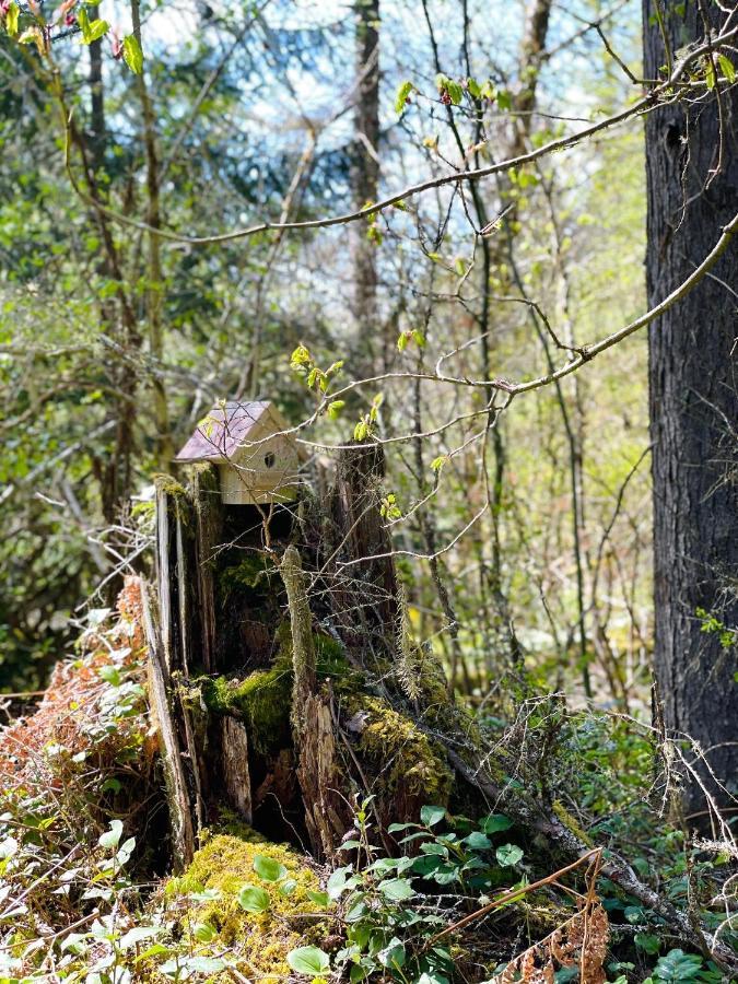 Mt Rainier Little Green Cabin On Big Creek! アッシュフォード エクステリア 写真